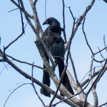 Image of Treepie