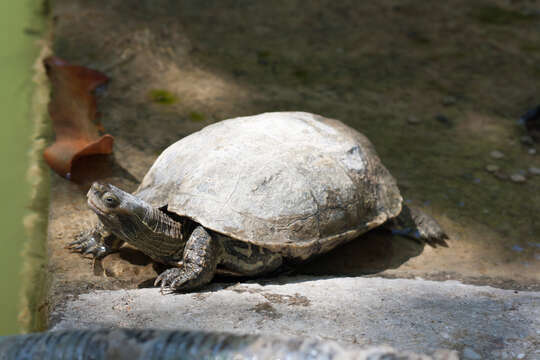 Image of Balkan pond turtle