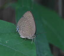 Image de Arhopala atosia malayana Bethune-Baker 1903