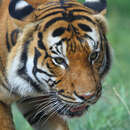 Image of Panthera tigris jacksoni