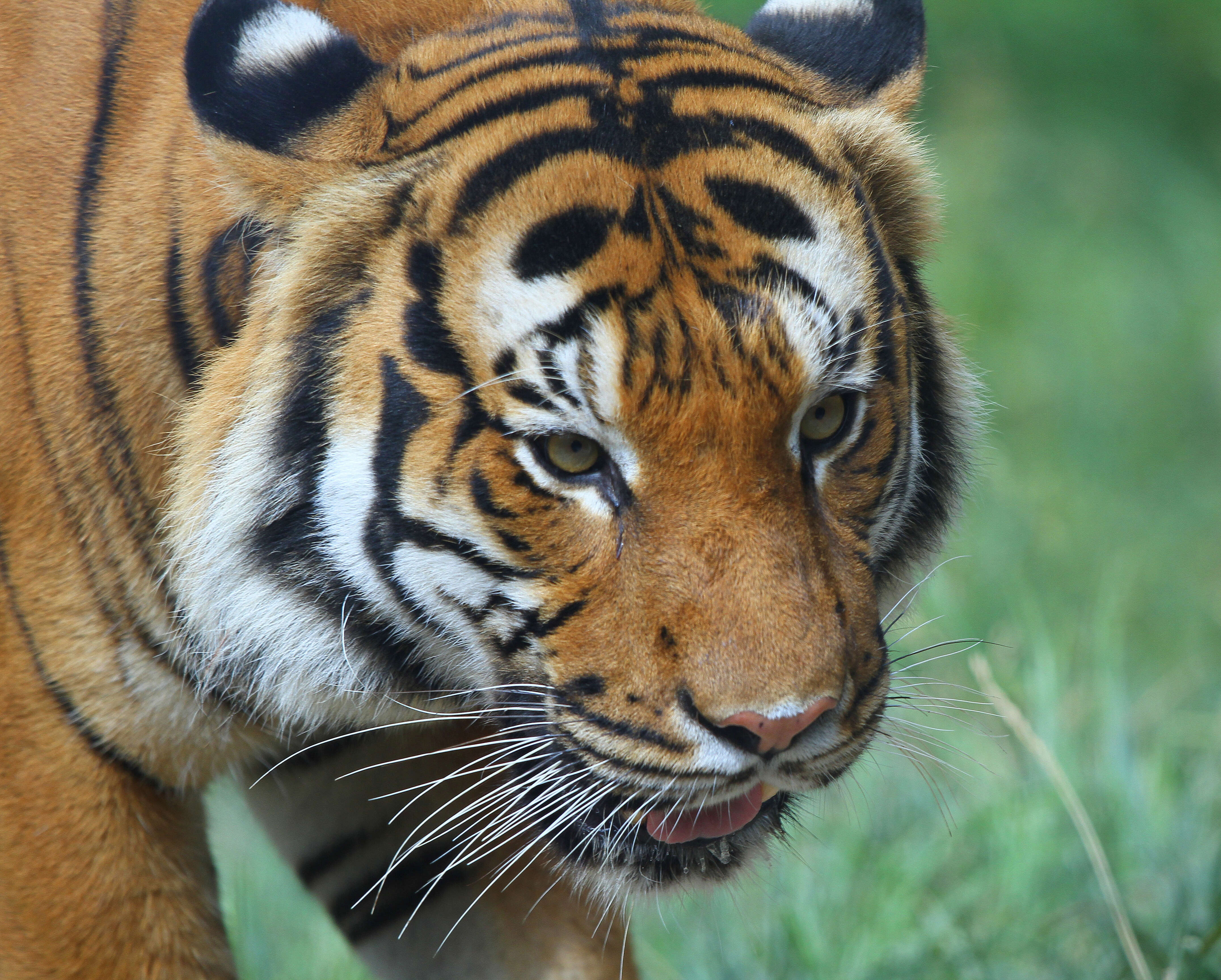 Image of Panthera tigris jacksoni