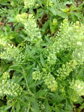 Image de Lepidium austrinum Small