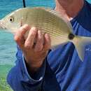 Image of Bermuda porgy