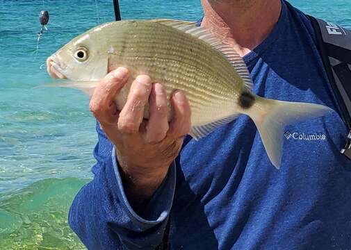 Image of Bermuda porgy