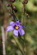 Image of western blue-eyed grass