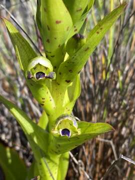 Image of Disa hallackii Rolfe