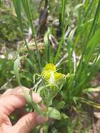 Image of Hall's ragwort