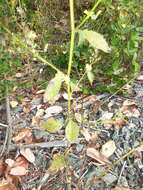 Image of nipplewort