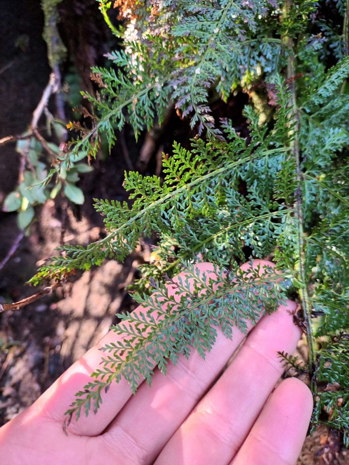 Image of Polystichum multifidum (Mett.) Moore