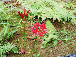 Image of red spider lily