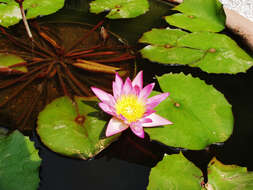 Image of blue star water-lily