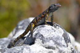 Image of Eastern Cape Crag Lizard