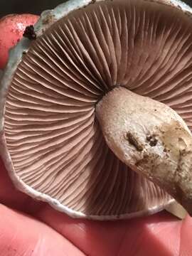 Plancia ëd Stropharia caerulea Kreisel 1979