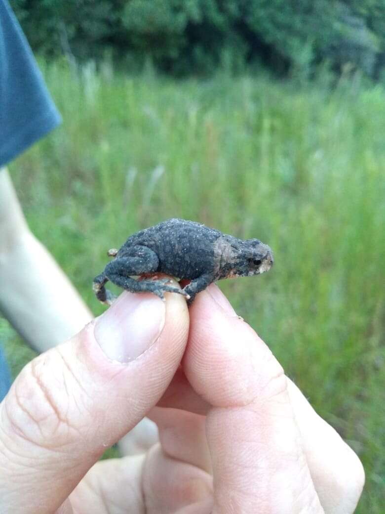 Imagem de Melanophryniscus pachyrhynus (Miranda-Ribeiro 1920)