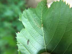 Imagem de Caloptilia ostryaeella (Chambers 1878)