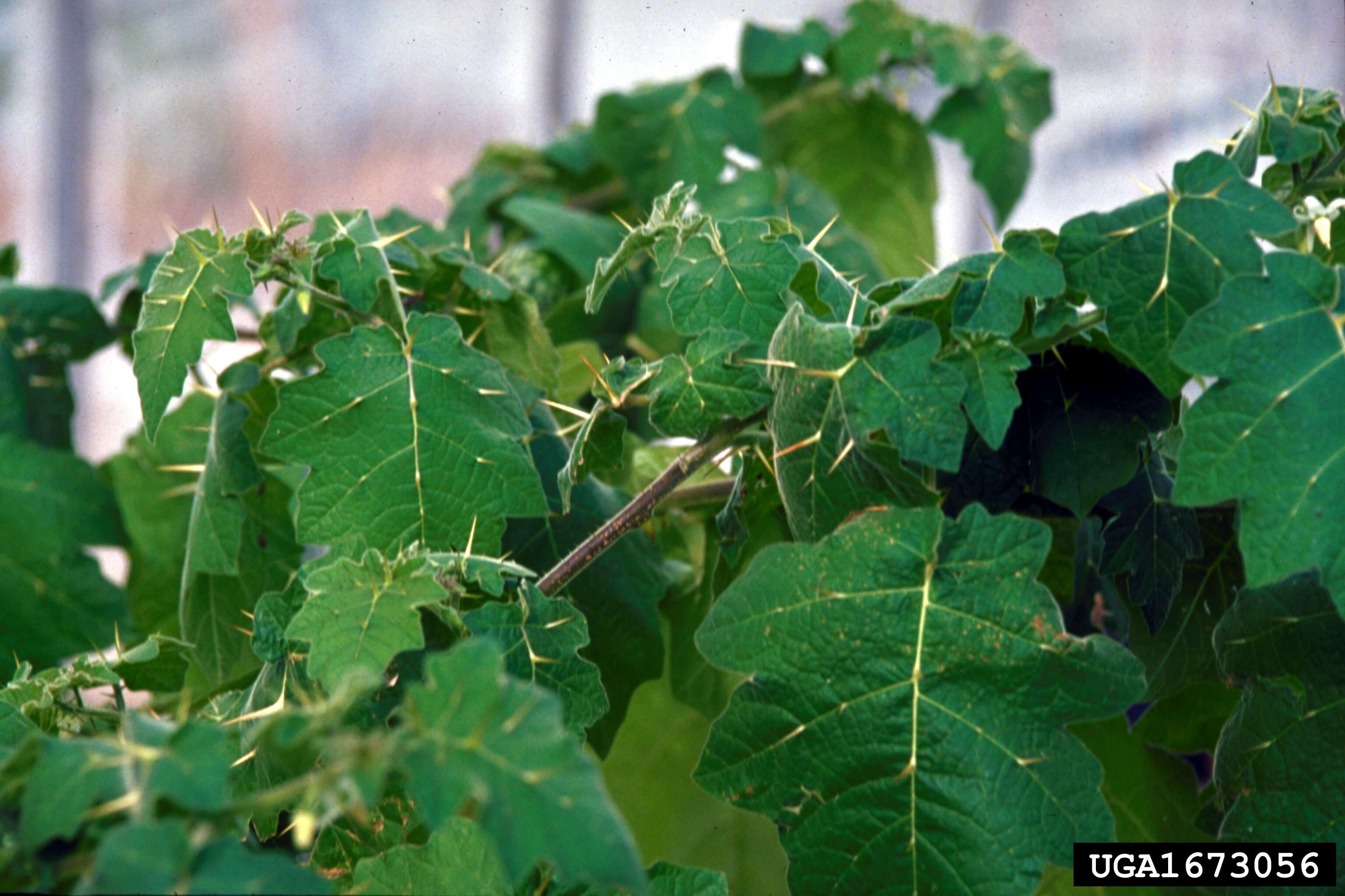 Image of tropical soda apple