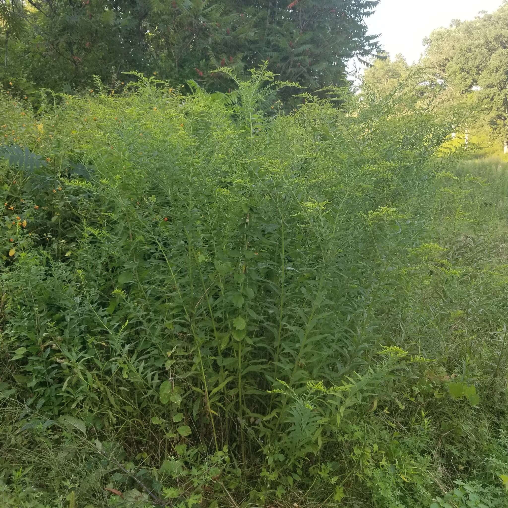 Image of Harger's goldenrod