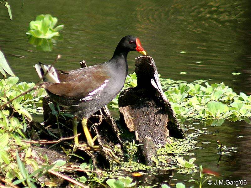 Image of Common Moorhen