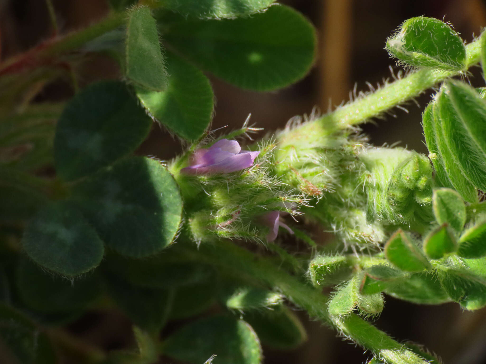 Image of Astragalus sesameus L.