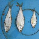 Image of Longfin gizzard shad