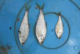 Image of Longfin gizzard shad