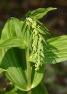 Image of Broad-leaved Helleborine