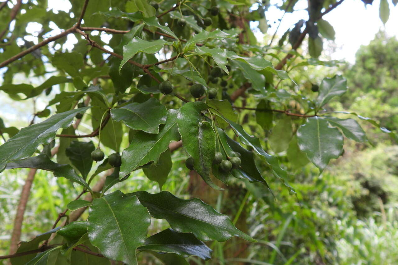 Sivun Pittosporum illicioides Makino kuva