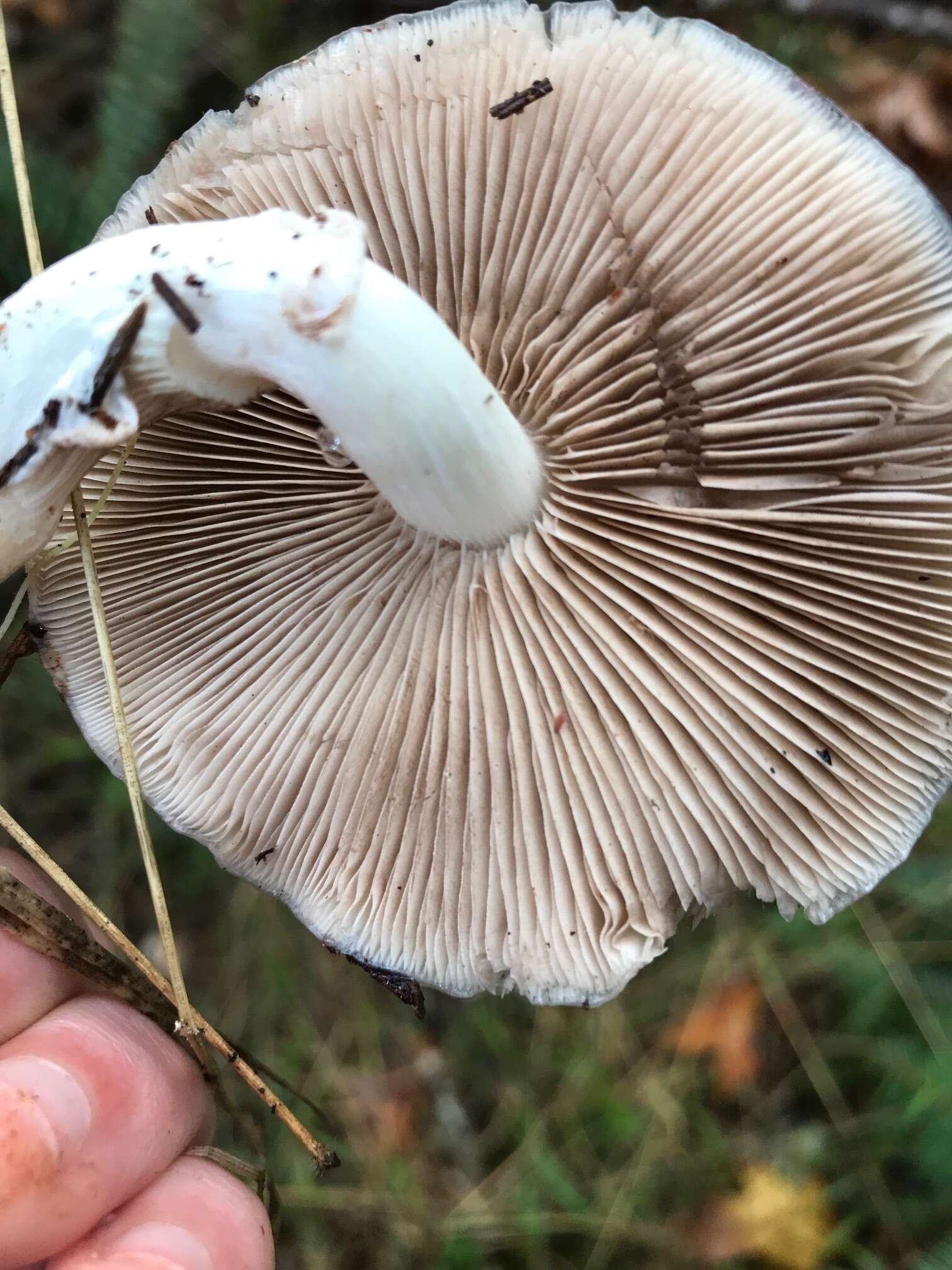 Image of Stropharia albivelata (Murrill) Norvell & Redhead 2000