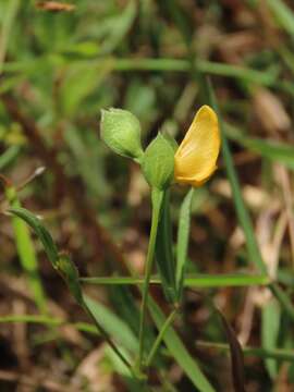 Image of Zornia gibbosa Span.