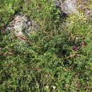 Image of Russian milkvetch