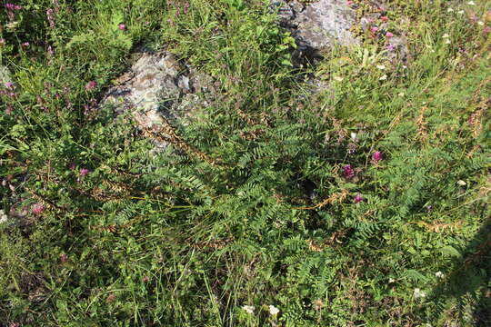 Image of Russian milkvetch