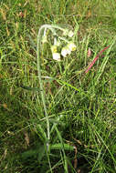 Слика од Erigeron primulifolius (Lam.) Greuter