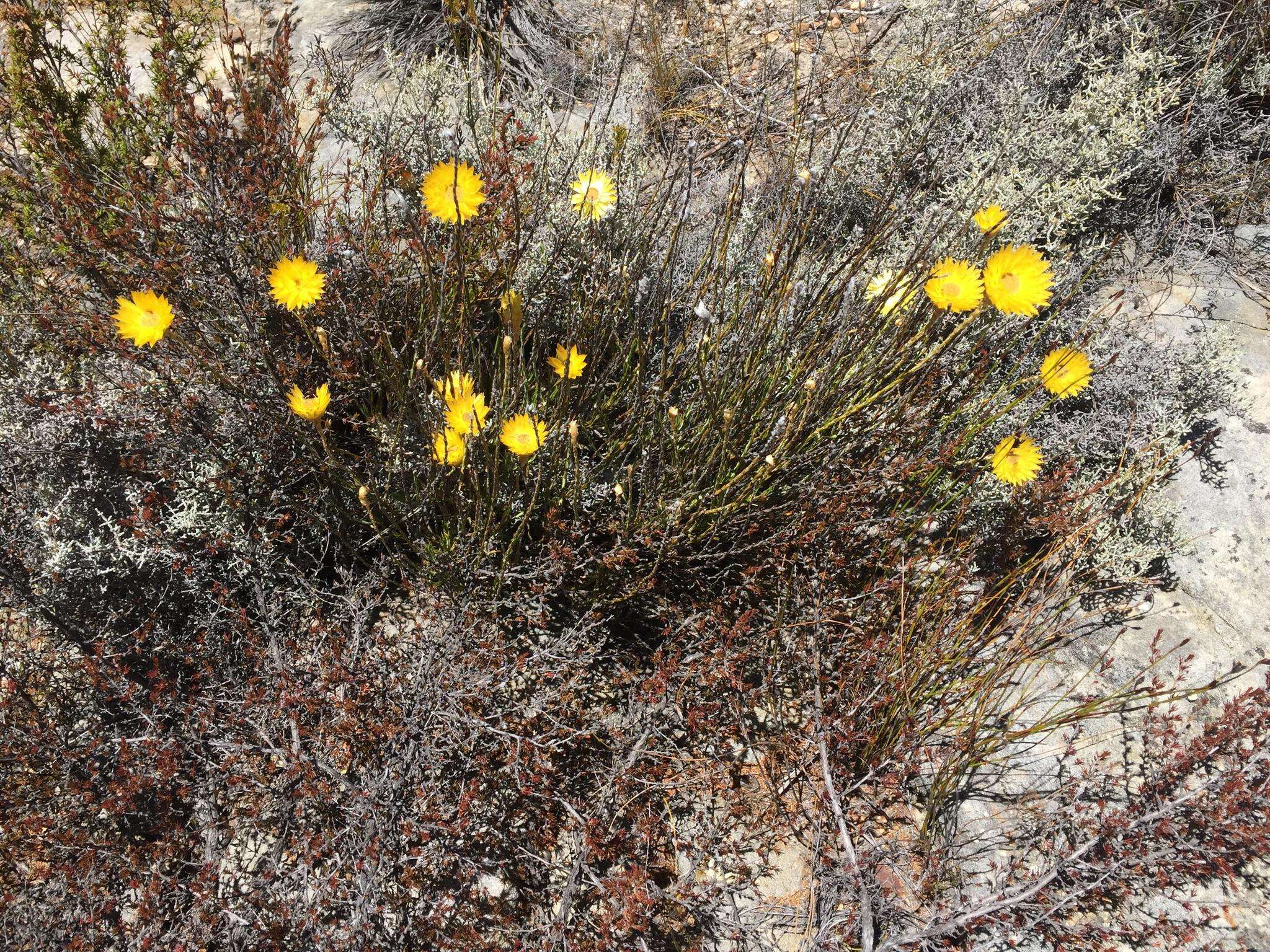 Imagem de Edmondia fasciculata (Andr.) Hilliard