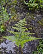 Image of black rabbitsfoot fern