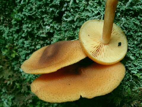 Plancia ëd Tricholomopsis decora (Fr.) Singer 1939