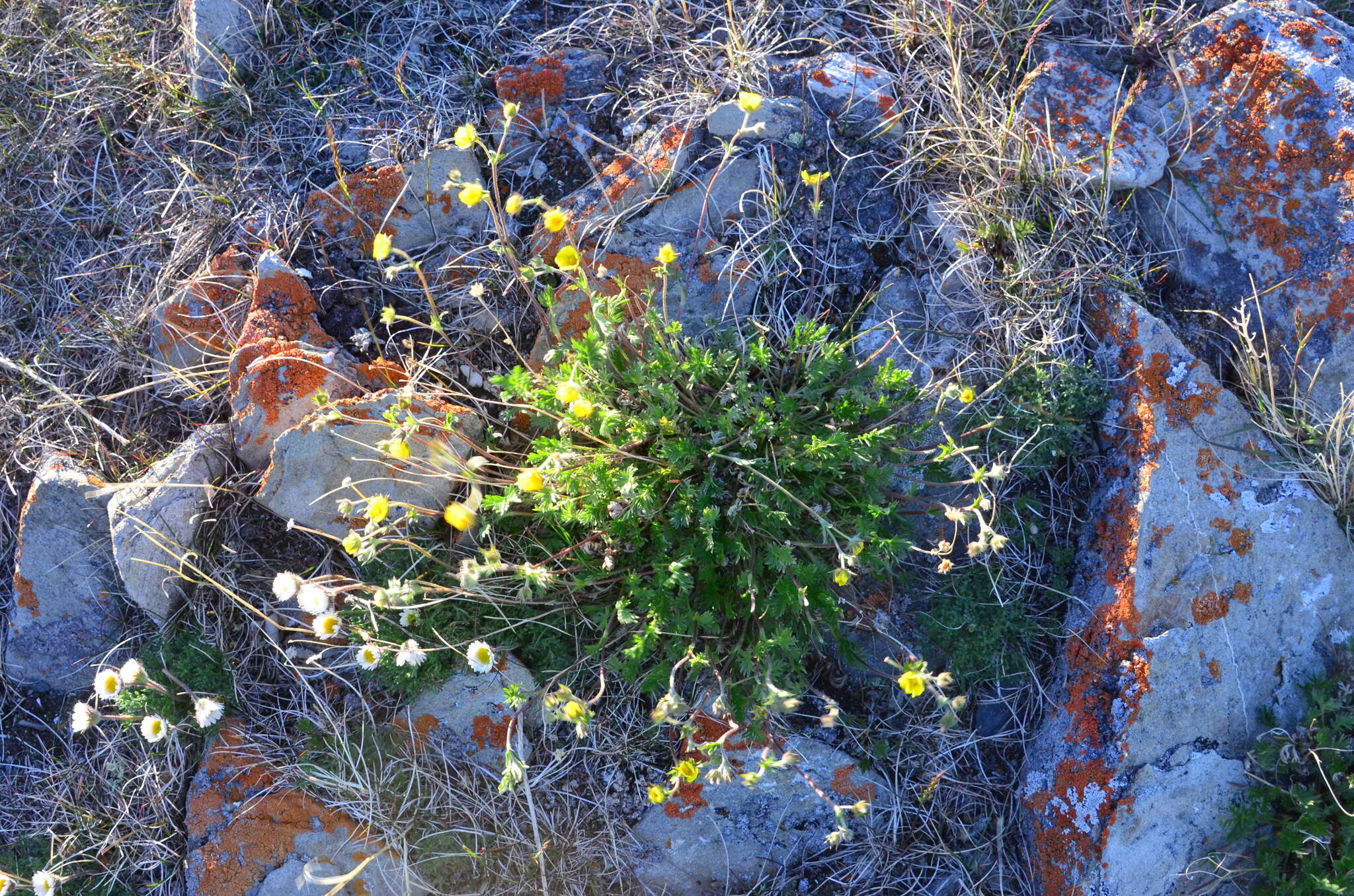 Image of Potentilla anachoretica Sojak