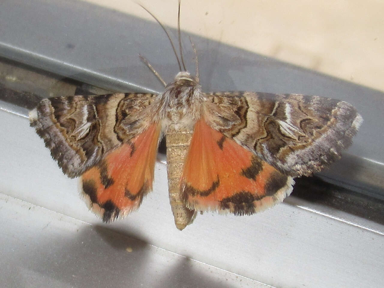 Image of Drasteria mirifica H. Edwards 1878