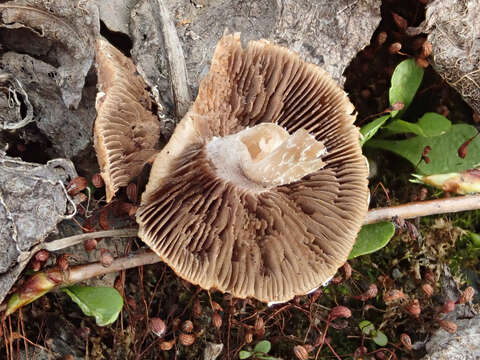 Image de Psathyrella pennata (Fr.) A. Pearson & Dennis 1948