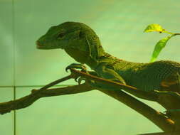 Image of Emerald Monitor