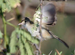 Image of Graceful Prinia