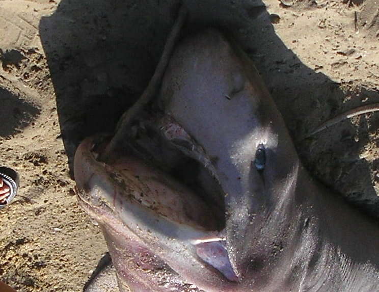 Image of Bluntnose Sixgill Shark