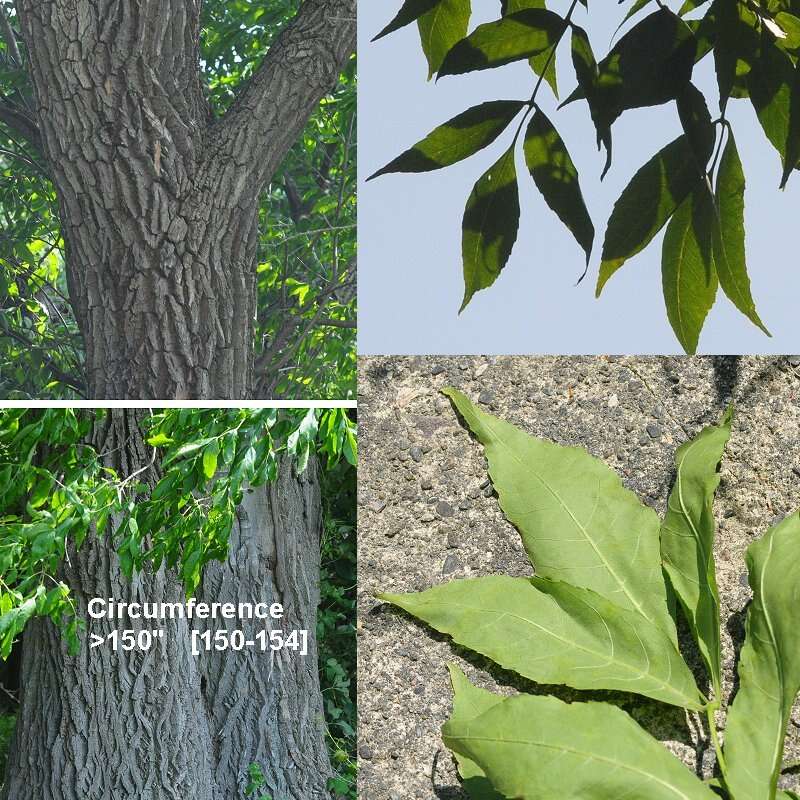 Image of green ash