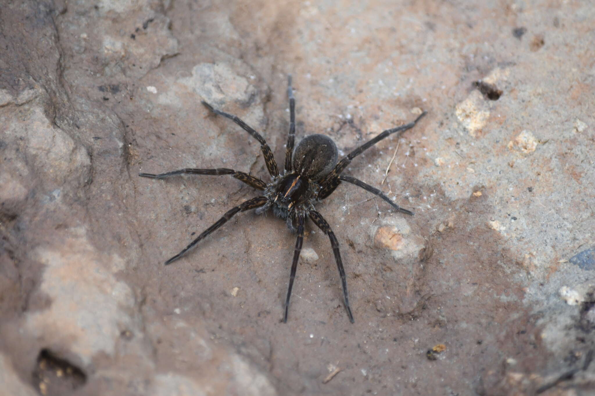 صورة Dolomedes instabilis L. Koch 1876