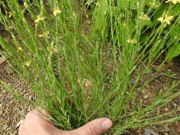 Linum neomexicanum Greene resmi