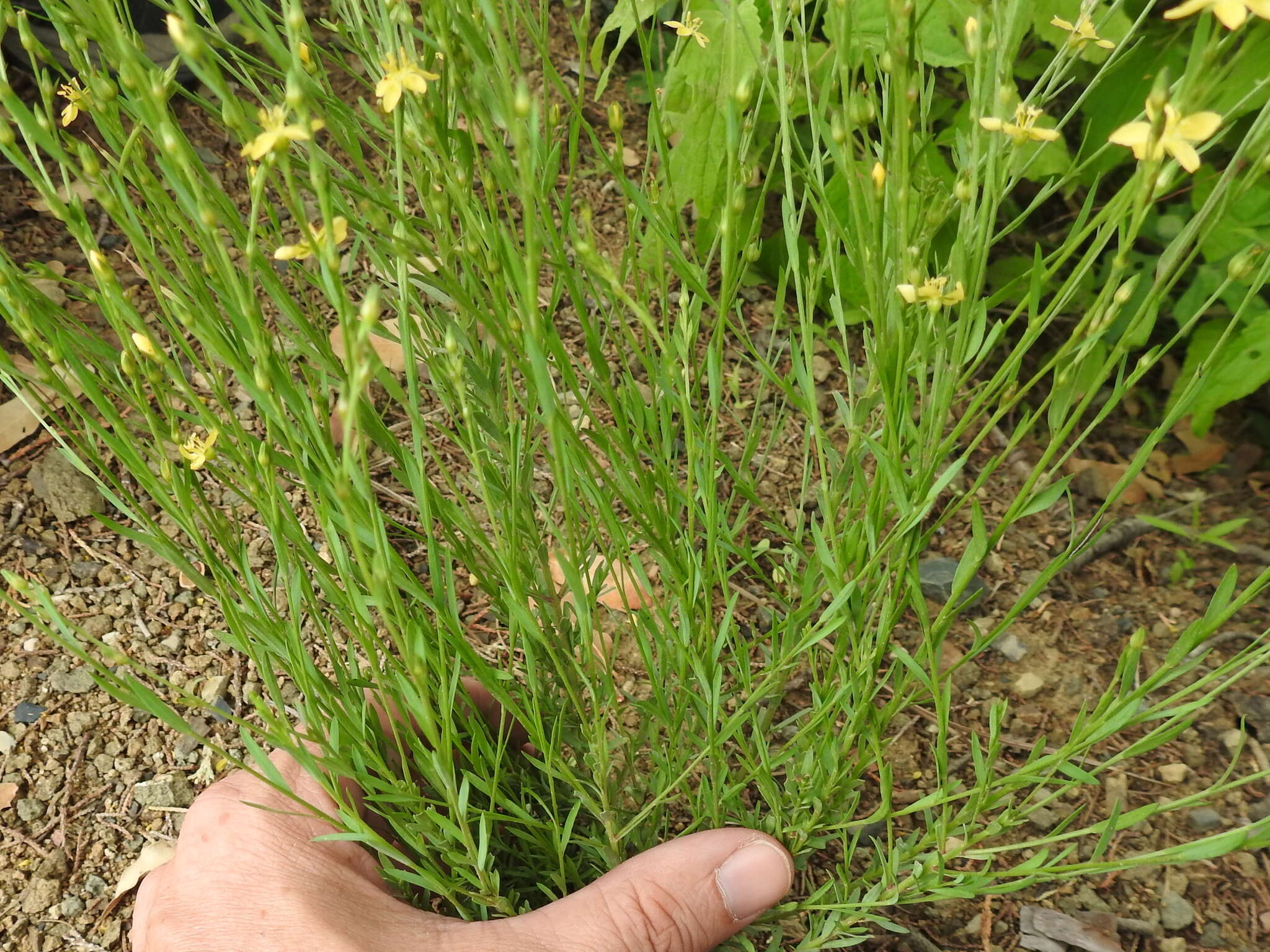 Image of New Mexico yellow flax