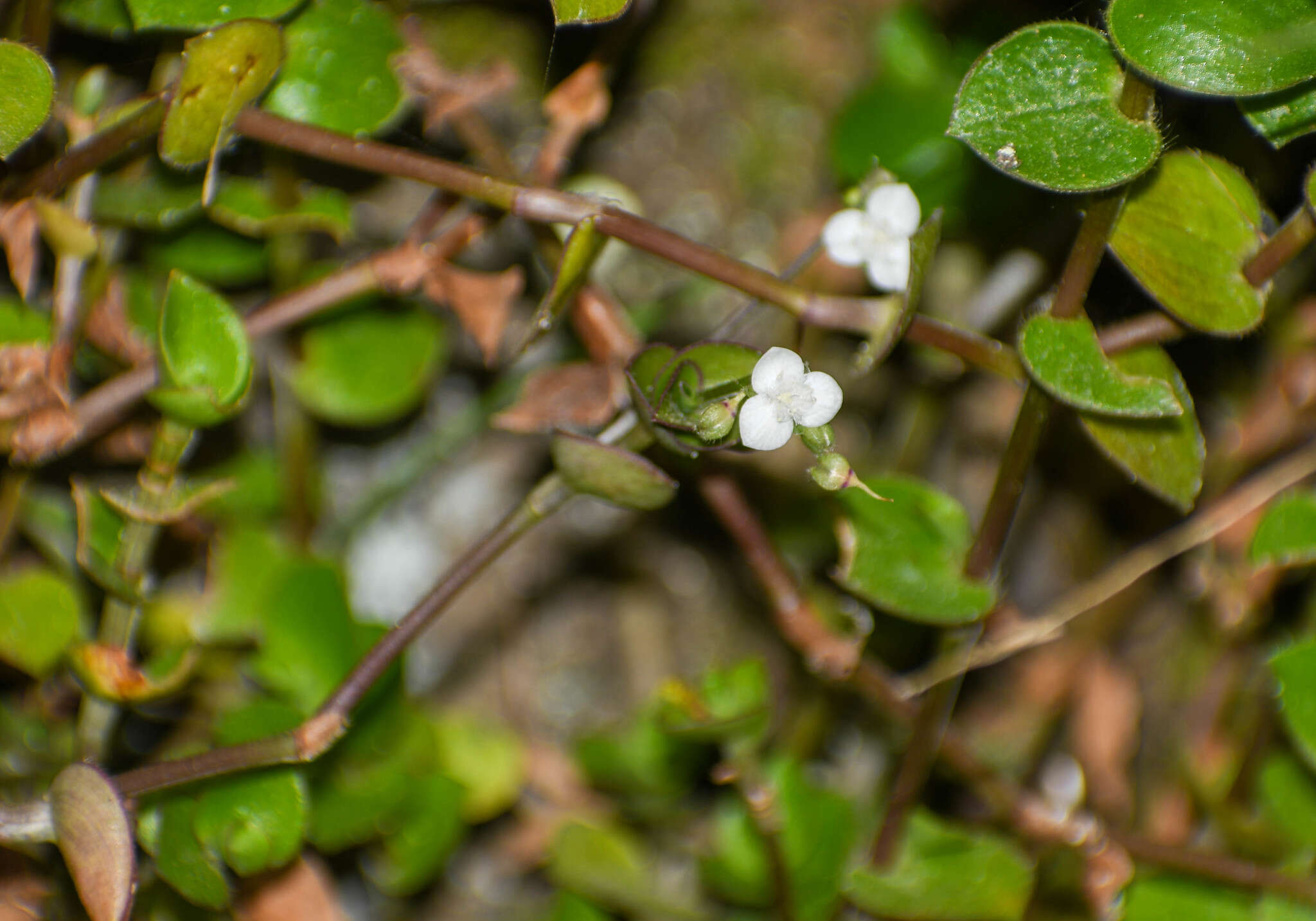 Image de Callisia gracilis (Kunth) D. R. Hunt