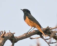 Image of Black Redstart