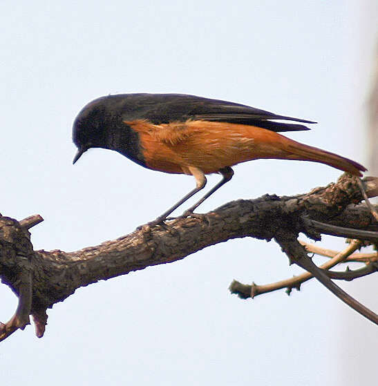 Image of Black Redstart