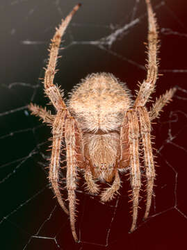 Image of Hentz's Orbweaver