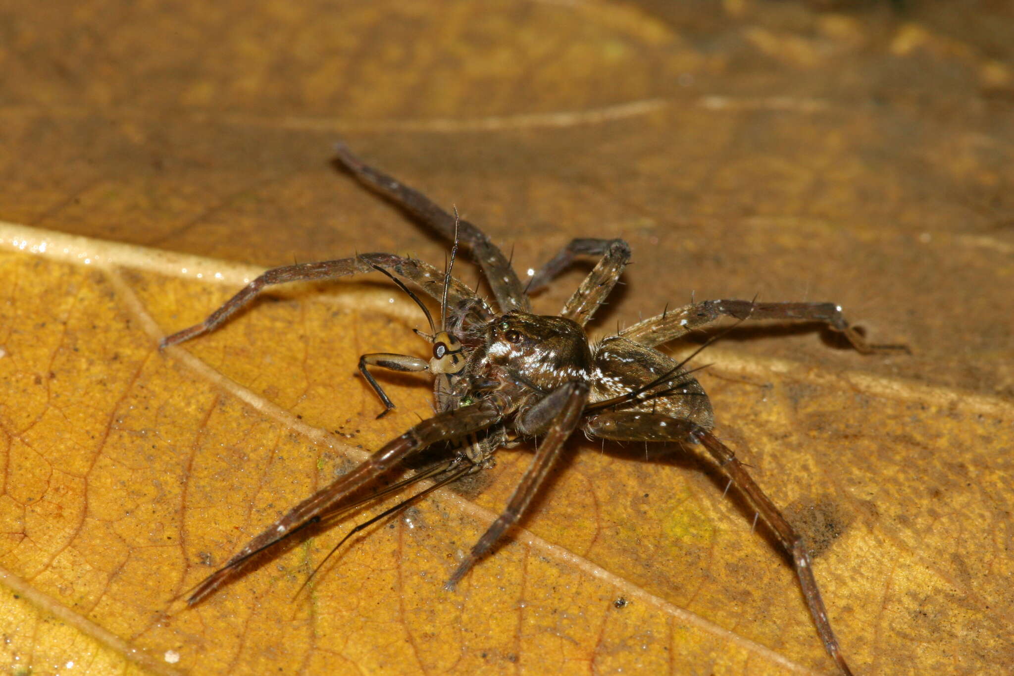 صورة Dolomedes raptor Bösenberg & Strand 1906